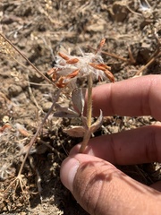 Trifolium macrocephalum