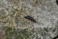 Clausilia rugosa parvula