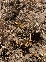 Trifolium macrocephalum