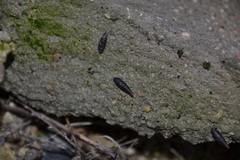 Clausilia rugosa parvula