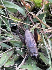 Gryllidae