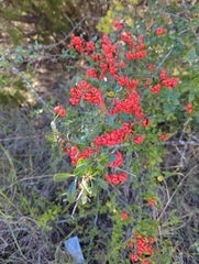 Pyracantha angustifolia