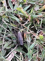 Gryllidae
