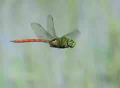 Anax longipes