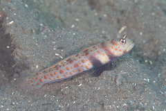 Amblyeleotris guttata