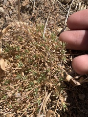 Cusickiella douglasii