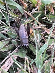 Gryllidae