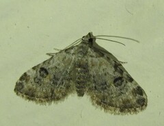 Eupithecia sperryi