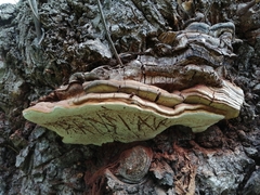 Ganoderma