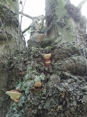 Ganoderma