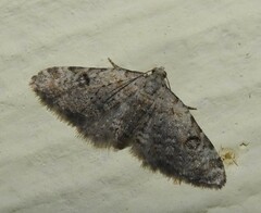Eupithecia sperryi
