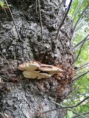 Ganoderma