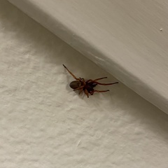 Dysdera
