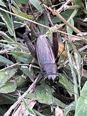 Gryllidae