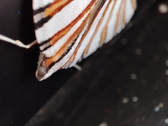 Pityeja histrionaria