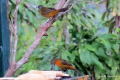 Ramphocelus passerinii