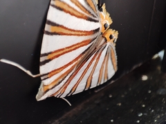 Pityeja histrionaria