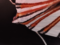 Pityeja histrionaria