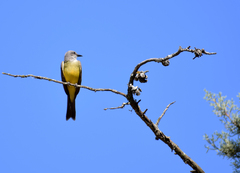 Tyrannus melancholicus