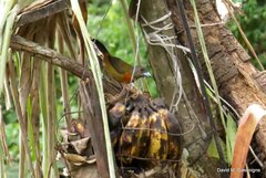 Ramphocelus passerinii