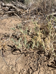 Astragalus andersonii