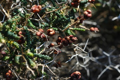 Sarcopoterium spinosum