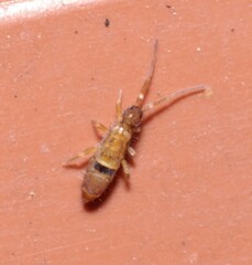 Orchesella