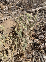 Astragalus andersonii