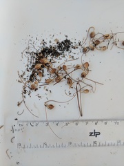 Neogaerrhinum strictum