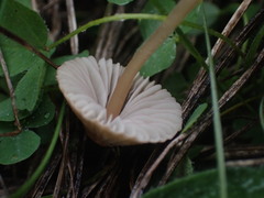 Mycena olivaceomarginata