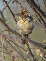 Trachyphonus darnaudii