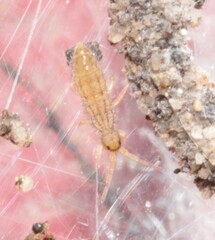 Entomobryidae