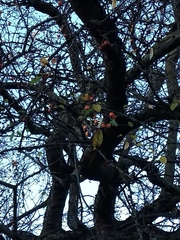 Crataegus crus-galli