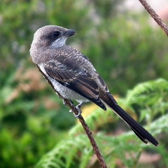 Lanius collaris collaris