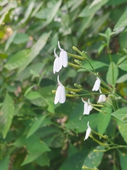 Rhinacanthus nasutus