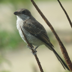 Lanius collaris collaris