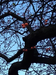 Crataegus crus-galli