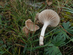 Cuphophyllus colemannianus