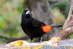 Ramphocelus passerinii