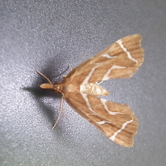 Panotima angularis