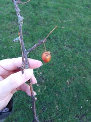 Crataegus crus-galli