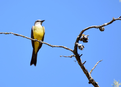 Tyrannus melancholicus