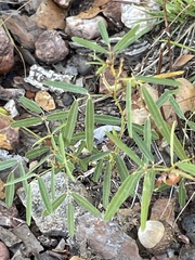 Phemeranthus parviflorus