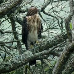Accipiter melanoleucus
