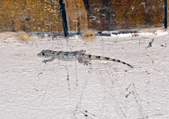 Hemidactylus mercatorius