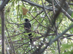 Dendrocitta formosae formosae