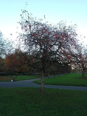 Crataegus crus-galli