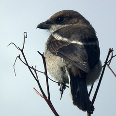 Lanius collaris collaris