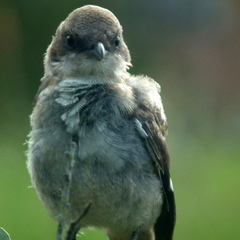 Lanius collaris collaris