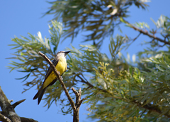 Tyrannus melancholicus